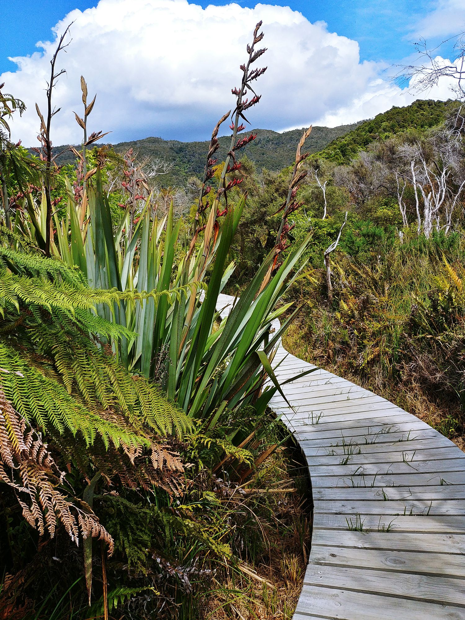 Abel Tasman National Park - 41 - Flax