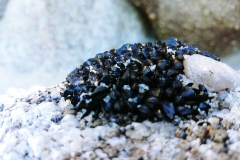 Abel Tasman National Park - 41 - Baby mussels