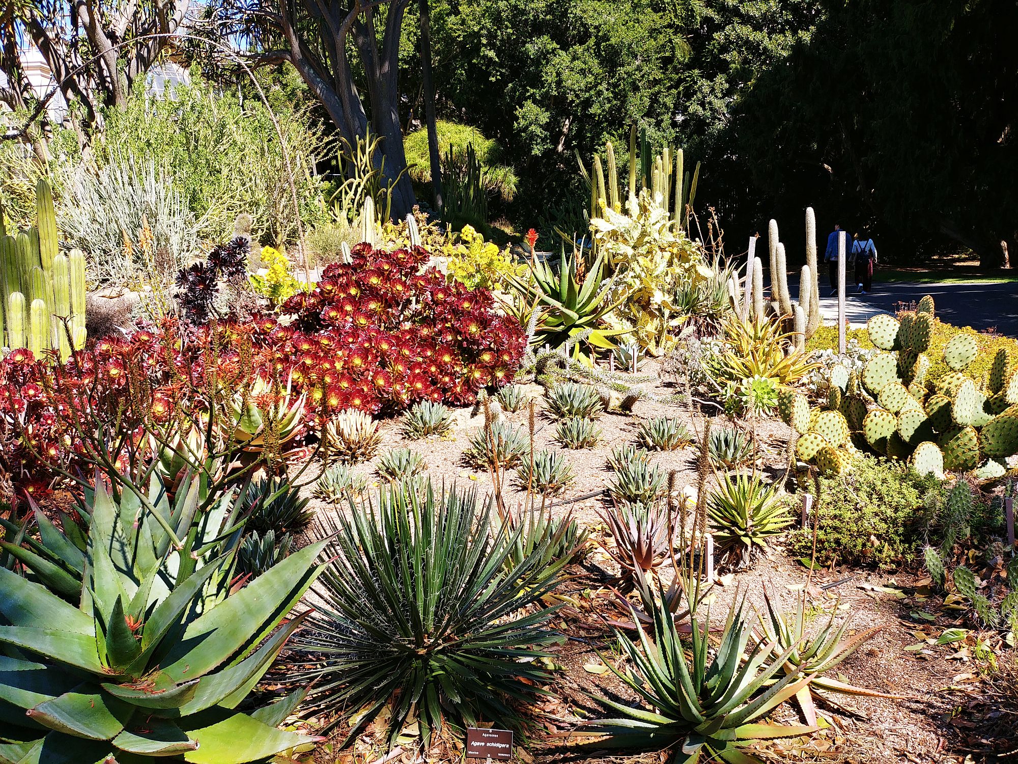 Adelaide - Botanic Garden 03 - Cactus garden