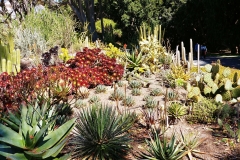 Adelaide - Botanic Garden 03 - Cactus garden