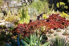 Adelaide - Botanic Garden 04 - Cactus garden
