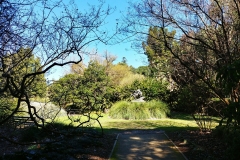 Adelaide - Botanic Garden 06