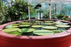 Adelaide - Botanic Garden 07 - Water lily