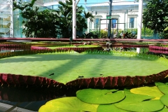 Adelaide - Botanic Garden 08 - Water lily