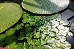 Adelaide - Botanic Garden 09 - Water lily