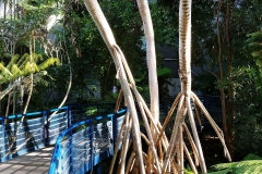 Adelaide - Botanic Garden 11 - Pandanus - Rainforest