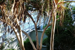 Adelaide - Botanic Garden 12 - Pandanus - Rainforest