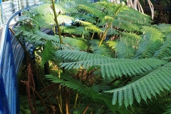 Adelaide - Botanic Garden 13 - Ferns