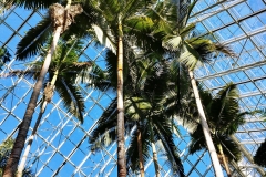 Adelaide - Botanic Garden 14 - Rainforest