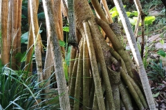 Adelaide - Botanic Garden 15 - Pandanus roots - Rainforest