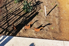 Adelaide - Botanic Garden 17 - Ducks