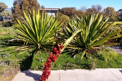 Adelaide - Botanic Garden 20