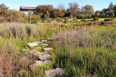 Adelaide - Botanic Garden 22 - First creek wetland