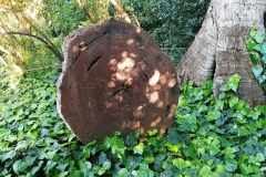 Adelaide - Botanic Garden 27 - Tree slice