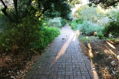 Adelaide - Botanic Garden 28 - Ibis