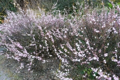 Adelaide - Botanic Garden 29 - Bush cherry