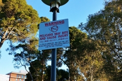 Adelaide - River Torrens - Pelican warning