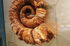 Adelaide - South Australian Museum - Ammonite