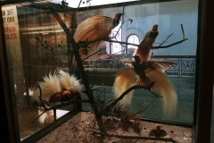 Adelaide - South Australian Museum - Birds of Paradise