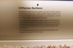 Adelaide - South Australian Museum - Ichthyosaur Backbone - sign