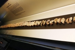 Adelaide - South Australian Museum - Ichthyosaur Backbone