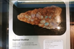 Adelaide - South Australian Museum - Opalised shellfish