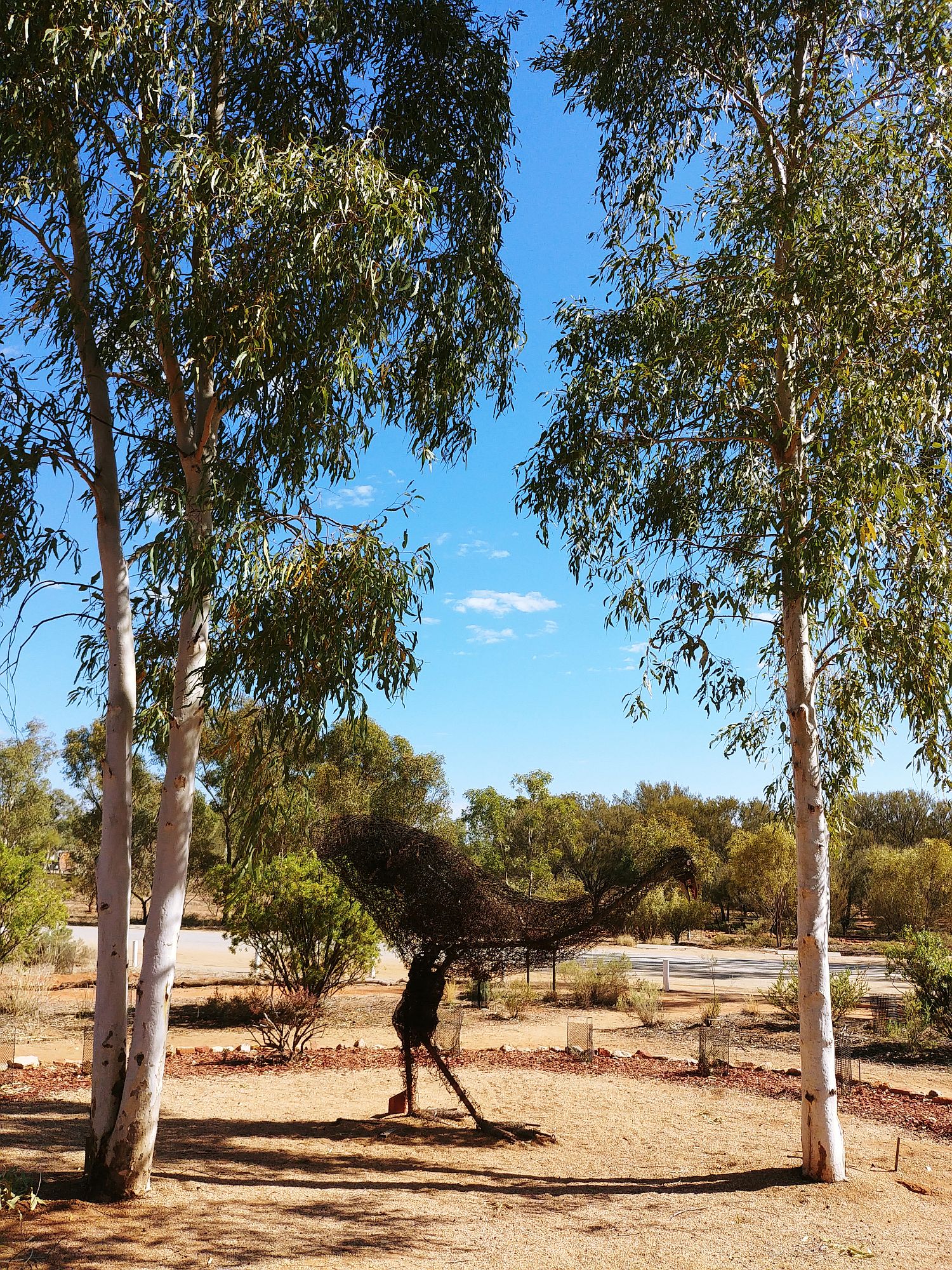 Alice Springs - Olive Pink Botanical Garden - Ostrich
