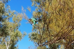 Alice Springs - Botanical Garden - Green bird