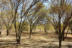 Alice Springs - Botanical Garden - Mulga woodland