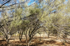 Alice Springs - Botanical Garden - Mulga woodland2