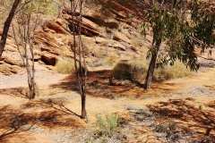 Alice Springs - Botanical Garden - Wallaby in the shade
