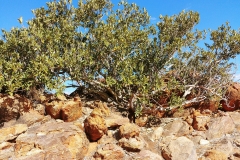 Alice Springs - Olive Pink Botanical Garden - Annie Myers Hill bush