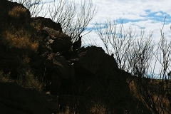 Alice Springs - Olive Pink Botanical Garden - Annie Myers Hill with black-footed rock wallaby - against the sun4