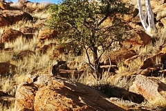 Alice Springs - Olive Pink Botanical Garden - Annie Myers Hill with black-footed rock wallaby - zoom