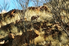 Alice Springs - Olive Pink Botanical Garden - Annie Myers Hill with black-footed rock wallaby - zoom2