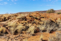 Alice Springs - Olive Pink Botanical Garden - Annie Myers Hill4