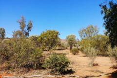 Alice Springs - Olive Pink Botanical Garden - Bird garden