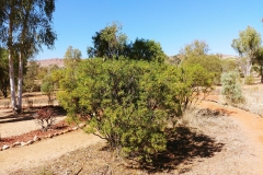 Alice Springs - Olive Pink Botanical Garden - Bird tree