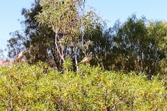 Alice Springs - Olive Pink Botanical Garden - Birds