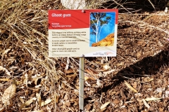 Alice Springs - Olive Pink Botanical Garden - Ghost gum