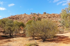 Alice Springs - Olive Pink Botanical Garden - Trees