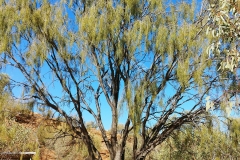 Alice Springs - Olive Pink Botanical Garden - Trees2