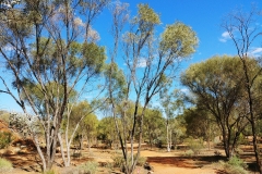 Alice Springs - Olive Pink Botanical Garden - Trees3