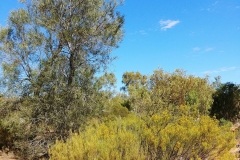 Alice Springs - Olive Pink Botanical Garden - Yellow flowers2