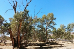 Alice Springs - River Todd tree