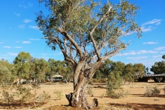 Alice Springs - River Todd