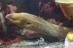 San Francisco - Aquarium of the Bay - 01 - Moray eel