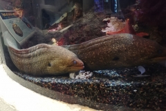 San Francisco - Aquarium of the Bay - 02 - Moray eels
