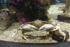 San Francisco - Aquarium of the Bay - 03 - Crab