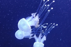 San Francisco - Aquarium of the Bay - 08 - Jellyfish